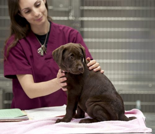 What Can I Do with a Bachelor's in Veterinary Studies?