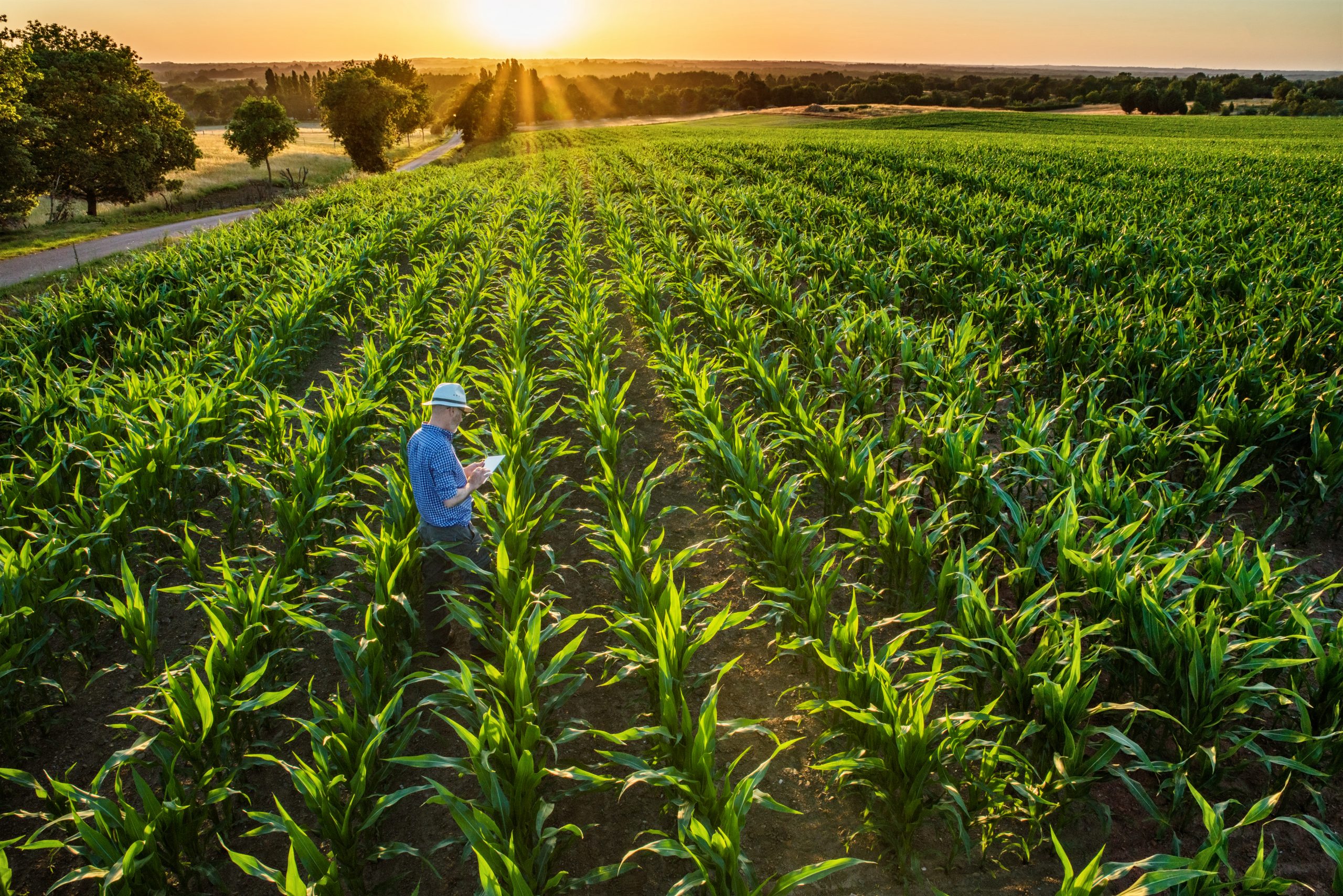 What Is Agriculture Primary 3